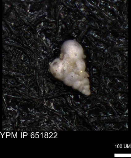 undet. Heterohelicidae