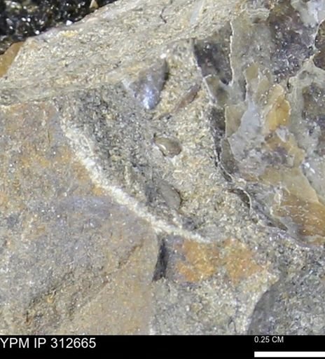 undet. Mollusca