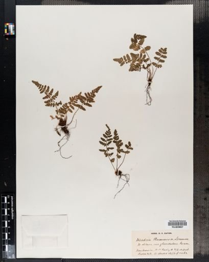 Woodsia