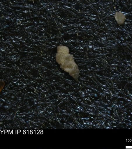undet. Heterohelicidae