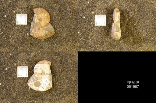 Hoploscaphites comprimus