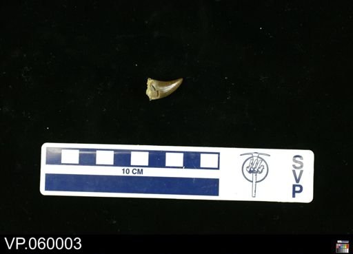 undet. Mosasauridae