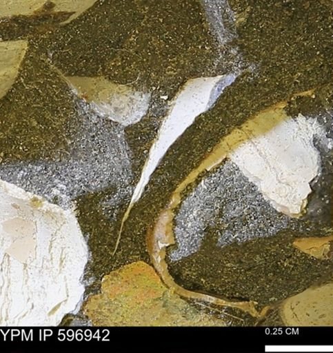 undet. Bivalvia