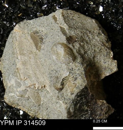 undet. Gastropoda