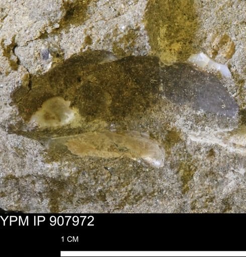 undet. Mollusca