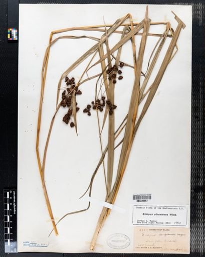 Scirpus atrovirens
