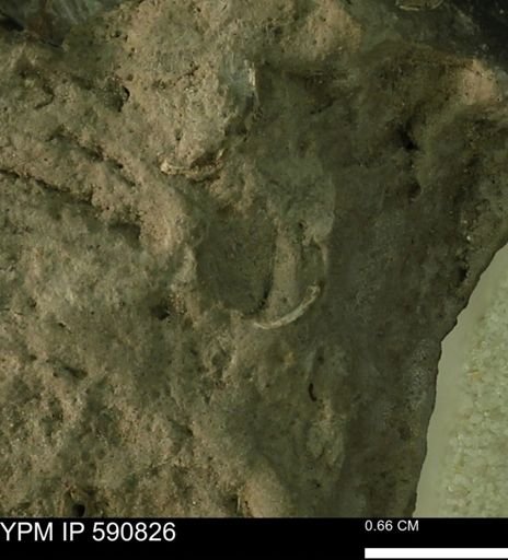 undet. Mollusca
