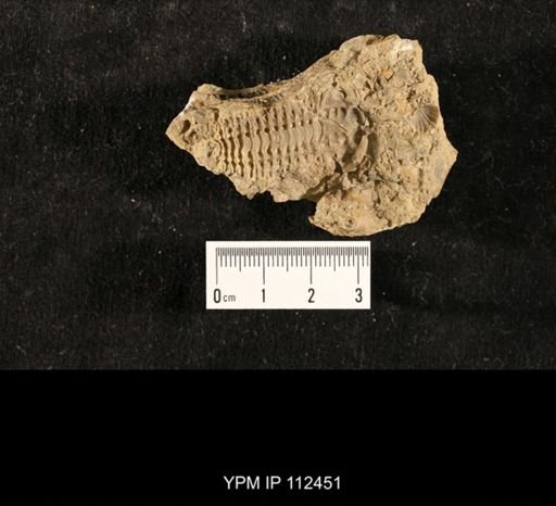 Ceraurus pleurexanthemus