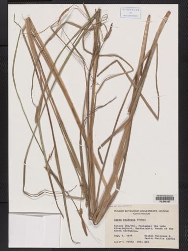 Carex rostrata