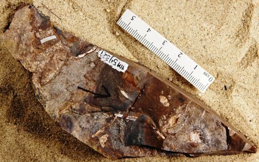 Cyclocarya brownii