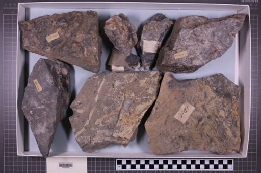 mixed taxa, stratigraphic collection