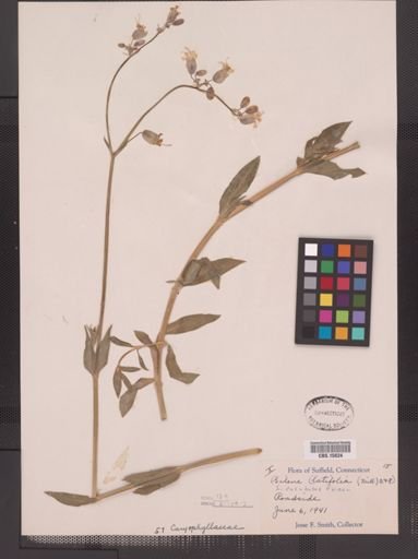 Silene cucubalus