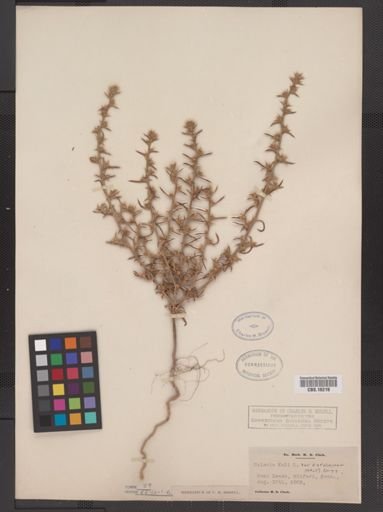 Salsola kali caroliniana