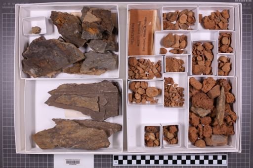 mixed taxa, stratigraphic collection