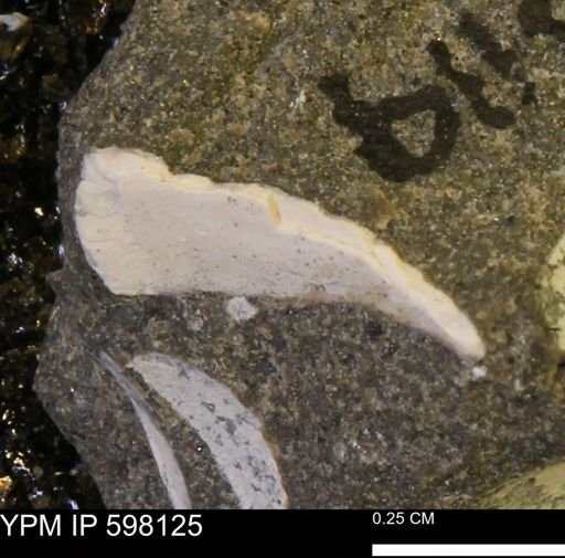 Limopsis striatopunctatus