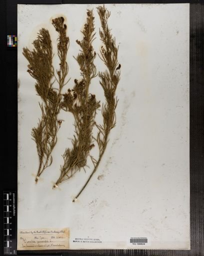 Plantae