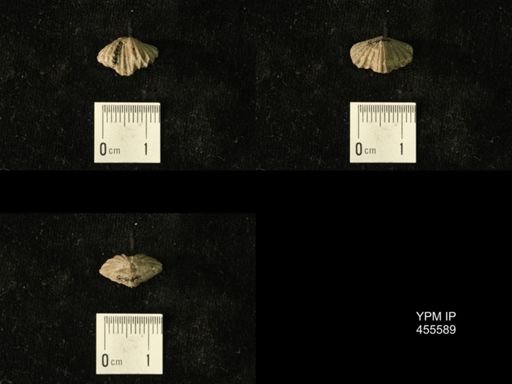 Platystrophia laticosta