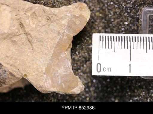 Inoceramus sp.
