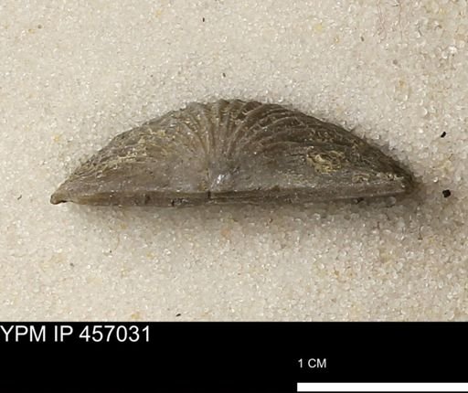 Stropheodonta sp.