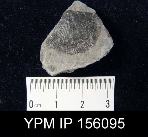 Strophomena fluctuosa gamachiana