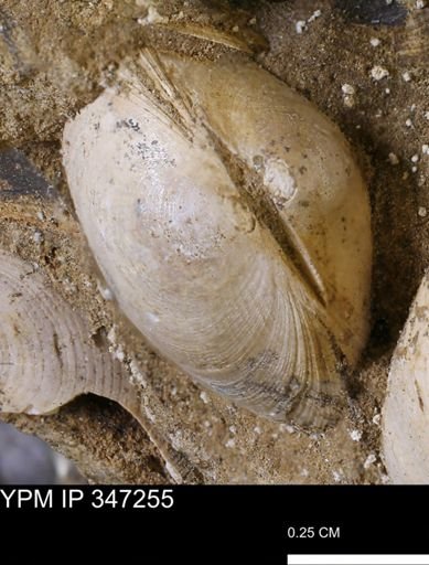 Limopsis striatopunctatus