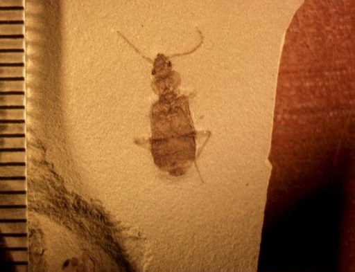 undet. Carabidae