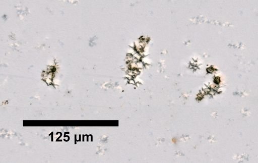 Corticium tetralophum