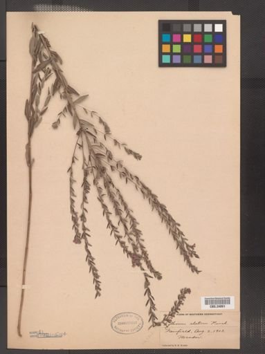 Lythrum alatum