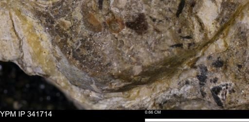 Scaphites sp.