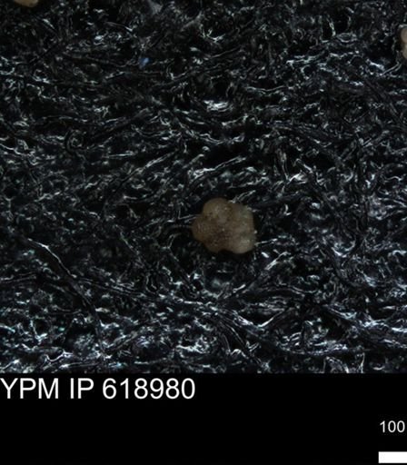 undet. Rugoglobigerinidae
