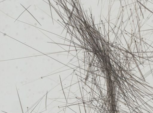 Craniella arb