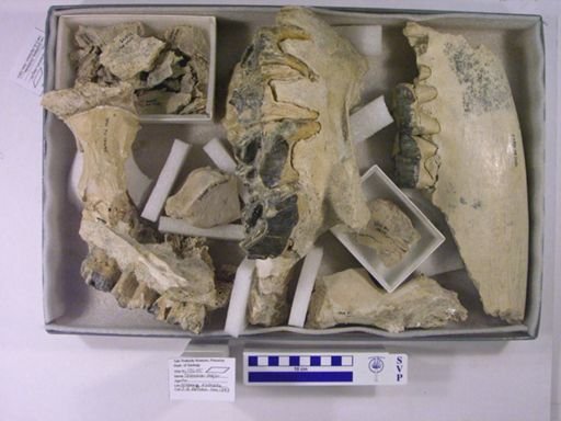 Teleoceras major