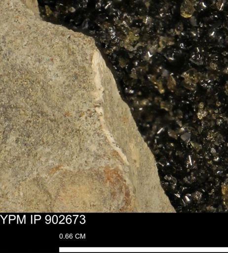 undet. Mollusca