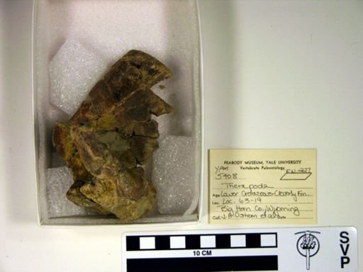 Theropoda