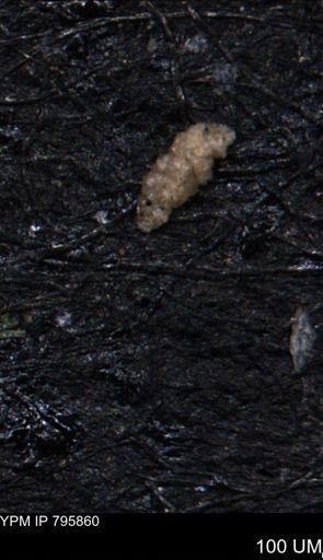 Verneuilina canadensis