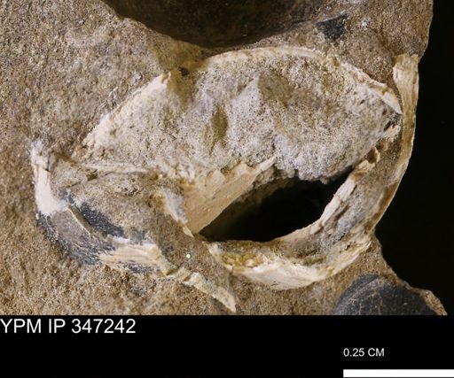 undet. Bivalvia