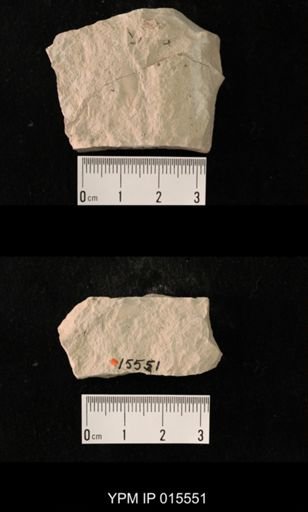 Probnis speciosa