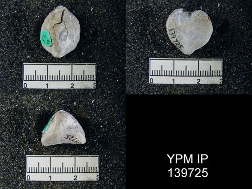 Spirigerella derbyi
