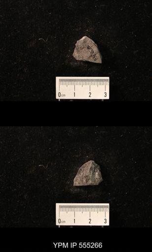 Productus cora