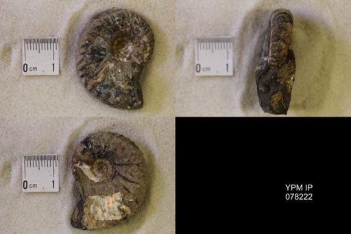 Hoploscaphites nicolletii