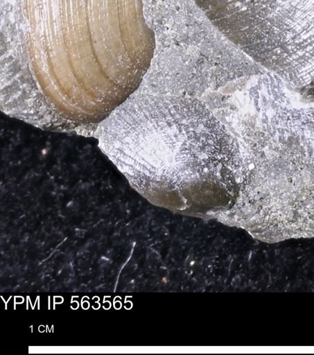 Limopsis striatopunctatus