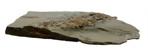 undet. Ichnofossil