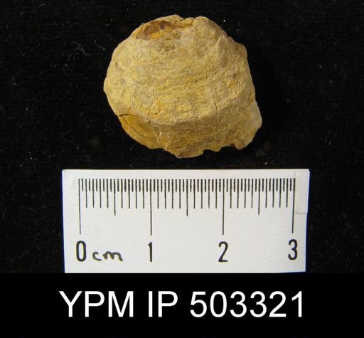 undet. Discinoidea