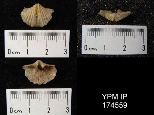 Anthracospirifer sp.