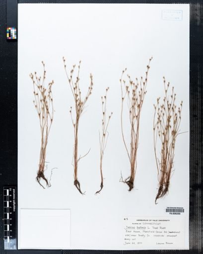 Juncus bufonius
