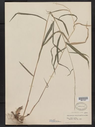 Muhlenbergia tenuiflora