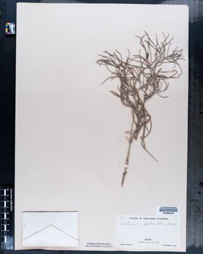 Astragalus