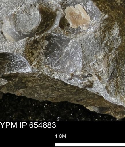 Protocardia