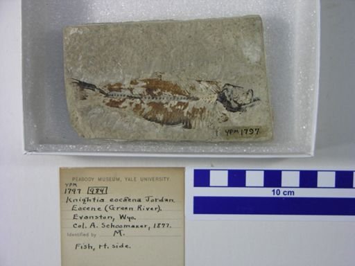 Knightia eocaena
