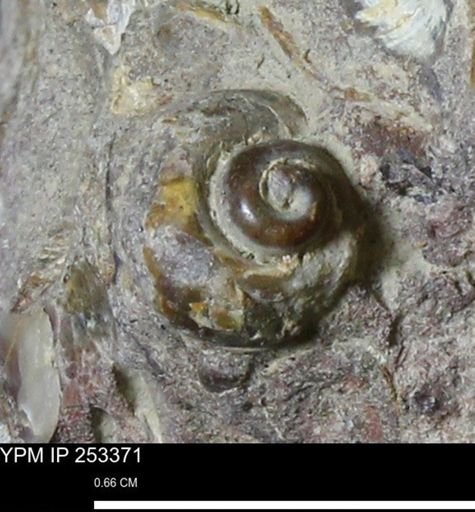 undet. Gastropoda